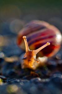 Preview wallpaper snail, macro, blur