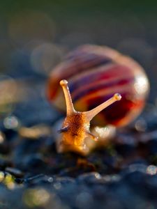 Preview wallpaper snail, macro, blur