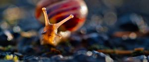 Preview wallpaper snail, macro, blur