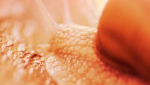 Preview wallpaper snail, macro, closeup, brown