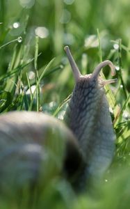 Preview wallpaper snail, macro, mustache