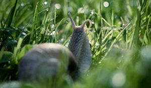 Preview wallpaper snail, macro, mustache