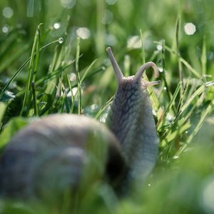 Preview wallpaper snail, macro, mustache