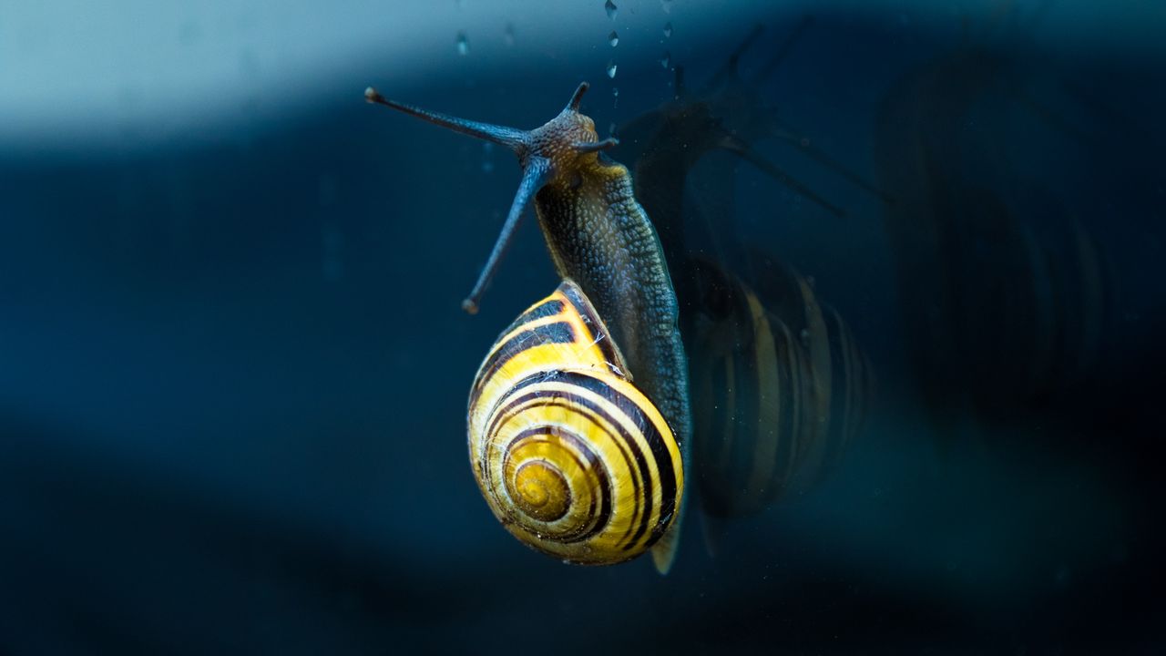 Wallpaper snail, mollusc, spiral, mollusc shell