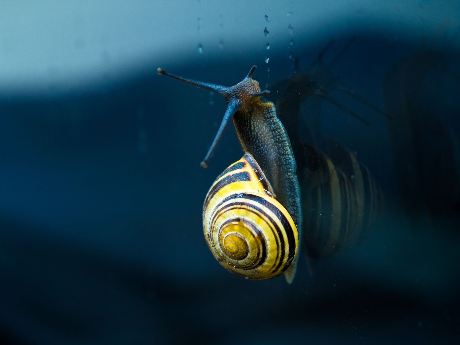 1600x1200 Wallpaper snail, mollusc, spiral, mollusc shell