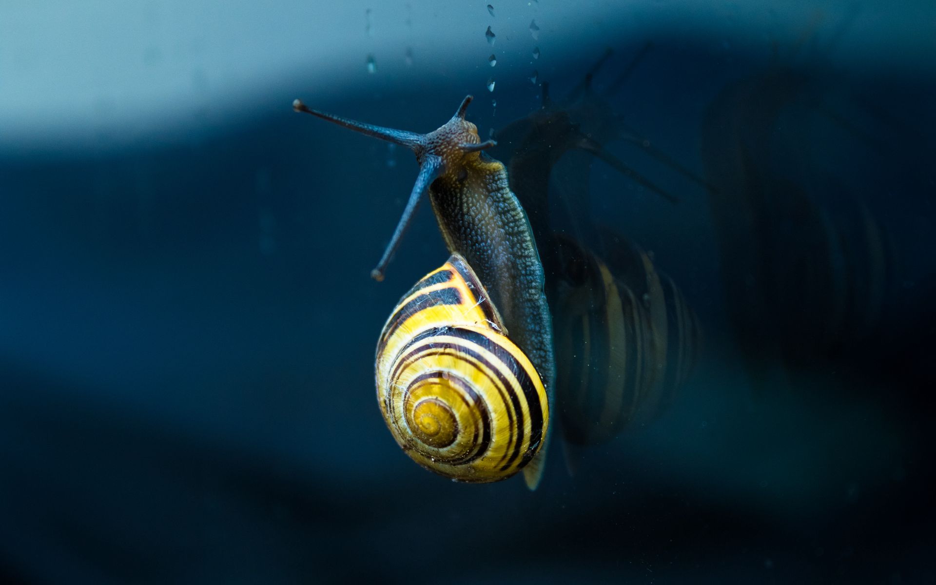 1920x1200 Wallpaper snail, mollusc, spiral, mollusc shell