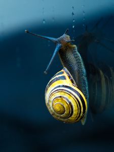 Preview wallpaper snail, mollusc, spiral, mollusc shell