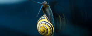 Preview wallpaper snail, mollusc, spiral, mollusc shell
