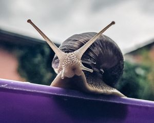 Preview wallpaper snail, mollusk, shell, macro