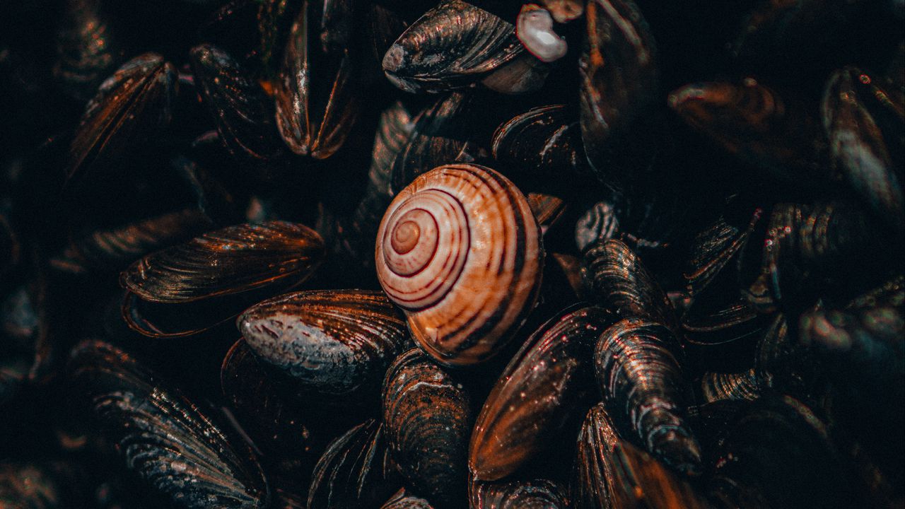 Wallpaper snail, mussels, shells, nautical