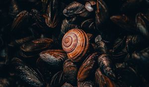 Preview wallpaper snail, mussels, shells, nautical