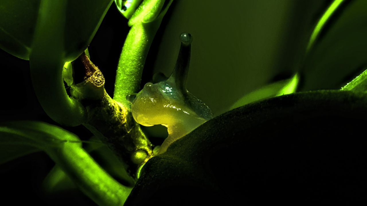 Wallpaper snail, plant, macro, green, dark