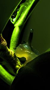 Preview wallpaper snail, plant, macro, green, dark