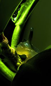 Preview wallpaper snail, plant, macro, green, dark