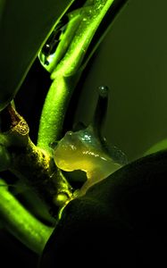 Preview wallpaper snail, plant, macro, green, dark