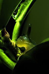 Preview wallpaper snail, plant, macro, green, dark