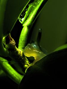 Preview wallpaper snail, plant, macro, green, dark