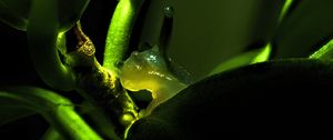 Preview wallpaper snail, plant, macro, green, dark