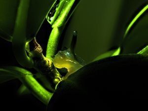Preview wallpaper snail, plant, macro, green, dark