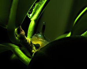 Preview wallpaper snail, plant, macro, green, dark