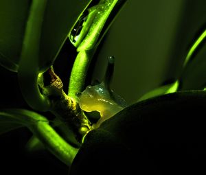 Preview wallpaper snail, plant, macro, green, dark