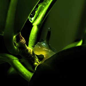 Preview wallpaper snail, plant, macro, green, dark