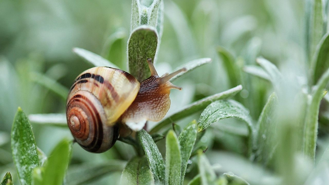 Wallpaper snail, plant, shell