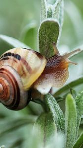 Preview wallpaper snail, plant, shell