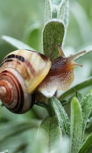Preview wallpaper snail, plant, shell