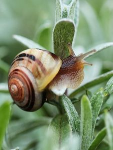 Preview wallpaper snail, plant, shell