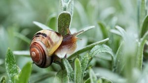 Preview wallpaper snail, plant, shell