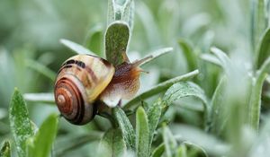 Preview wallpaper snail, plant, shell