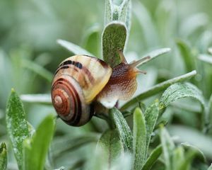 Preview wallpaper snail, plant, shell