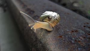 Preview wallpaper snail, rail, crawling, nature