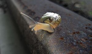 Preview wallpaper snail, rail, crawling, nature