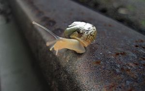 Preview wallpaper snail, rail, crawling, nature