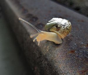 Preview wallpaper snail, rail, crawling, nature