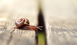 Preview wallpaper snail, shell, antennae