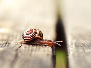 Preview wallpaper snail, shell, antennae