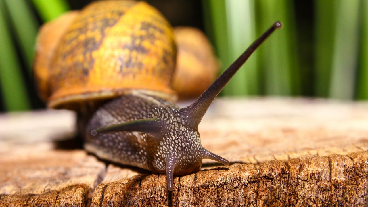 Wallpaper snail, shell, antennae, close-up