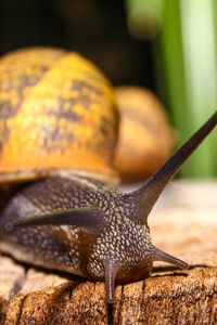 Preview wallpaper snail, shell, antennae, close-up
