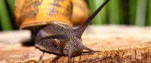 Preview wallpaper snail, shell, antennae, close-up