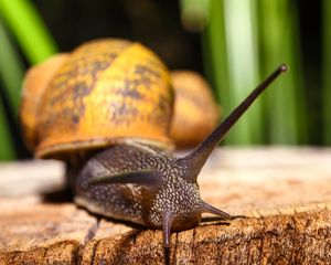 Preview wallpaper snail, shell, antennae, close-up