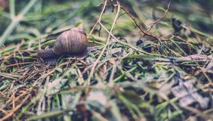 Preview wallpaper snail, shell, antennae, grass