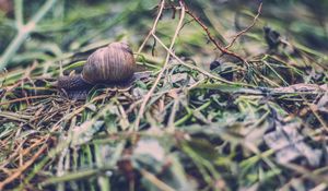 Preview wallpaper snail, shell, antennae, grass