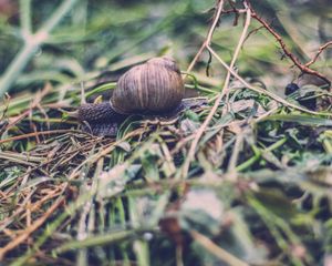 Preview wallpaper snail, shell, antennae, grass