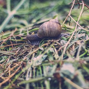 Preview wallpaper snail, shell, antennae, grass