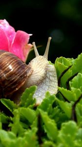 Preview wallpaper snail, shell, antennae, leaf, flower