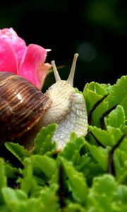 Preview wallpaper snail, shell, antennae, leaf, flower