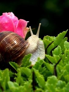 Preview wallpaper snail, shell, antennae, leaf, flower